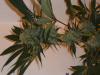 post-420-14535358047748_thumb.jpg