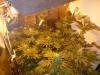 post-420-14535358098353_thumb.jpg