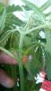 post-2492-14535370846249_thumb.jpg