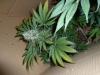 post-420-14535358200721_thumb.jpg