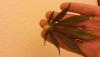 post-1085-14535365011163_thumb.jpg