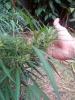 post-1935-14535364827779_thumb.jpg
