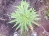 post-2022-1453536511727_thumb.jpg