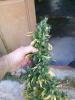 post-1305-14535371030071_thumb.jpg