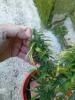 post-1305-14535371030524_thumb.jpg