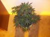 post-468-14535358726708_thumb.jpg