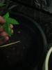 post-2160-14535365834568_thumb.jpg
