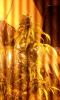 post-1305-14535372086129_thumb.jpg