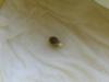 post-90-14535355773946_thumb.jpg