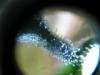 post-1625-14535366306138_thumb.jpg