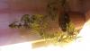 post-1999-14535366266595_thumb.jpg