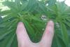 post-160-14535356476796_thumb.jpg