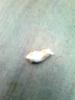 post-1041-14535361228928_thumb.jpg