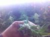 post-1305-14535360988041_thumb.jpg