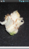 post-2316-14535368586399_thumb.png