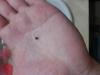 post-1787-14535363427129_thumb.jpg