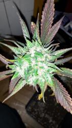 20160118_103740.thumb.jpg.68b1372235e257