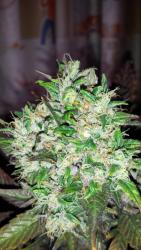 20160118_103811.thumb.jpg.14cbcf5fa81507