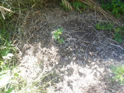 DSC01508.JPG