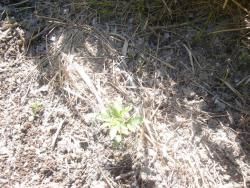 DSC01511.JPG
