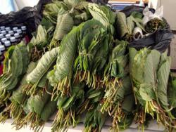 Kratom Thai.JPG