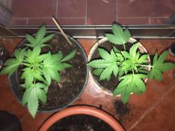 IMG-20160510-WA0041.jpg