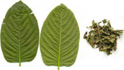 kratom.jpg