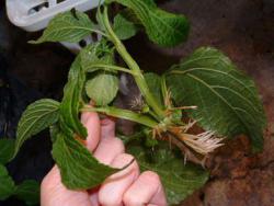 live_salvia_divinorum_rooted_plant.jpg
