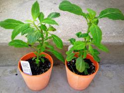 salvia-divinorum-diviners-sage-richters-canada-entheogen-front-large.jpg