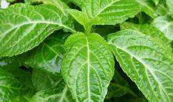 salvia-divinorum-hojas.jpg