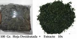 salvia-salvia-df-salvia-divinorum-salvia-mexico.jpg