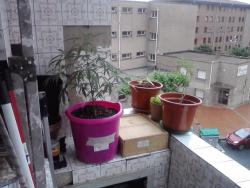 Izquierda balcon.jpg