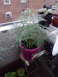 Juana 22.6.jpg