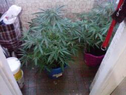 plantacion a 28 de junio.jpg