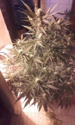 CRITICAL BILBO 2. 25 dias de flora.jpg