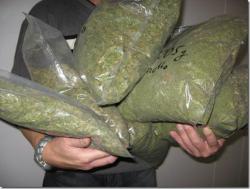 Marihuana_thumb[9].jpg