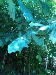 IMG_20160620_131518.jpg