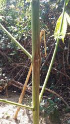C+ sensi star (guerrilla arriba) FUSARIUM.jpg