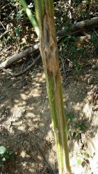C+ sensi star (guerrilla arriba) FUSARIUM2.jpg