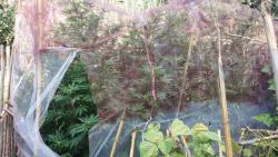 C+ sensi star + OG Kush (huerto2).jpg