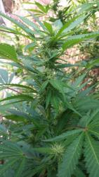 OG Kush (huerto).jpg