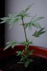 DSC_0022.JPG