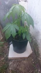IMG-20160903-WA0034.jpg