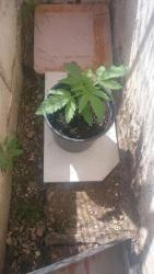 IMG-20160903-WA0041.jpg