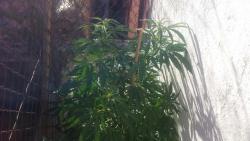 IMG-20160903-WA0049.jpg