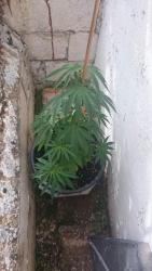 IMG-20160903-WA0050.jpg
