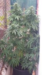 IMG-20160903-WA0054.jpg
