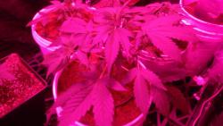 IMG-20160922-WA0008.jpg