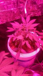 IMG-20160926-WA0022.jpg