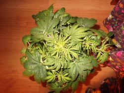 DSCF3851.JPG